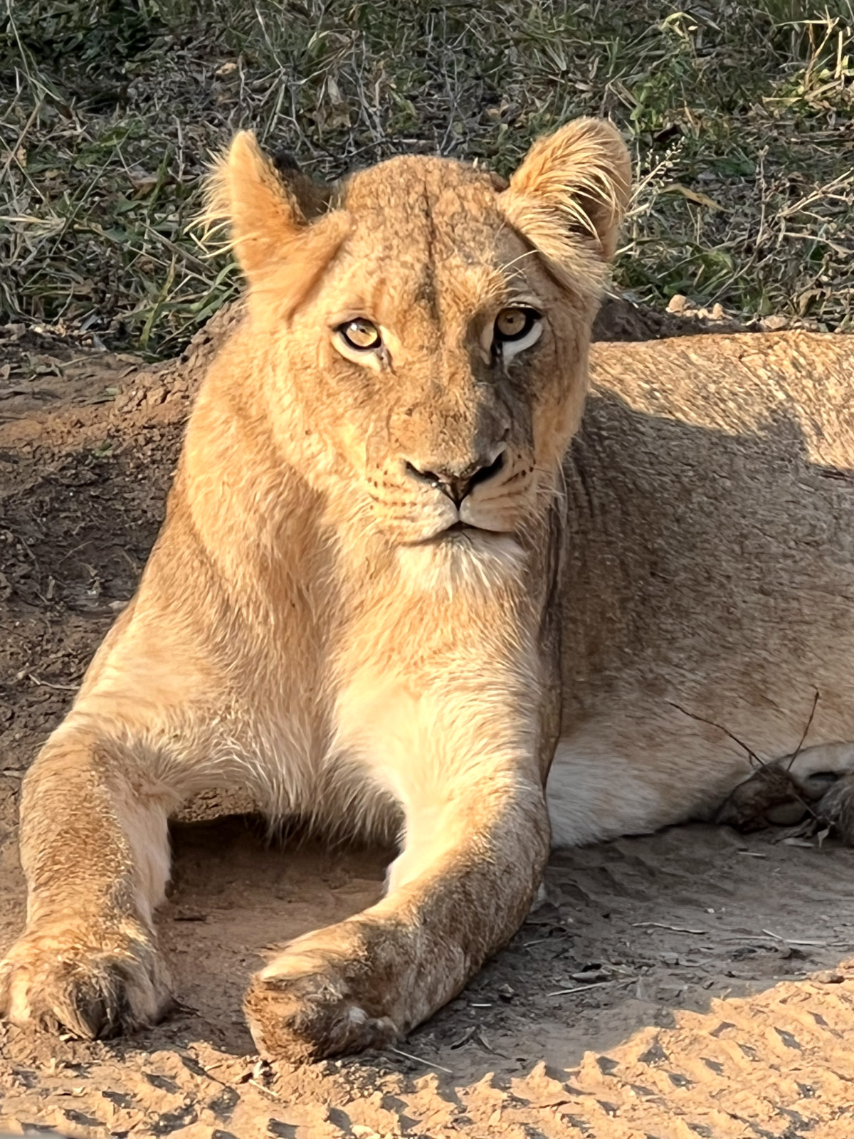 Female Lion staring