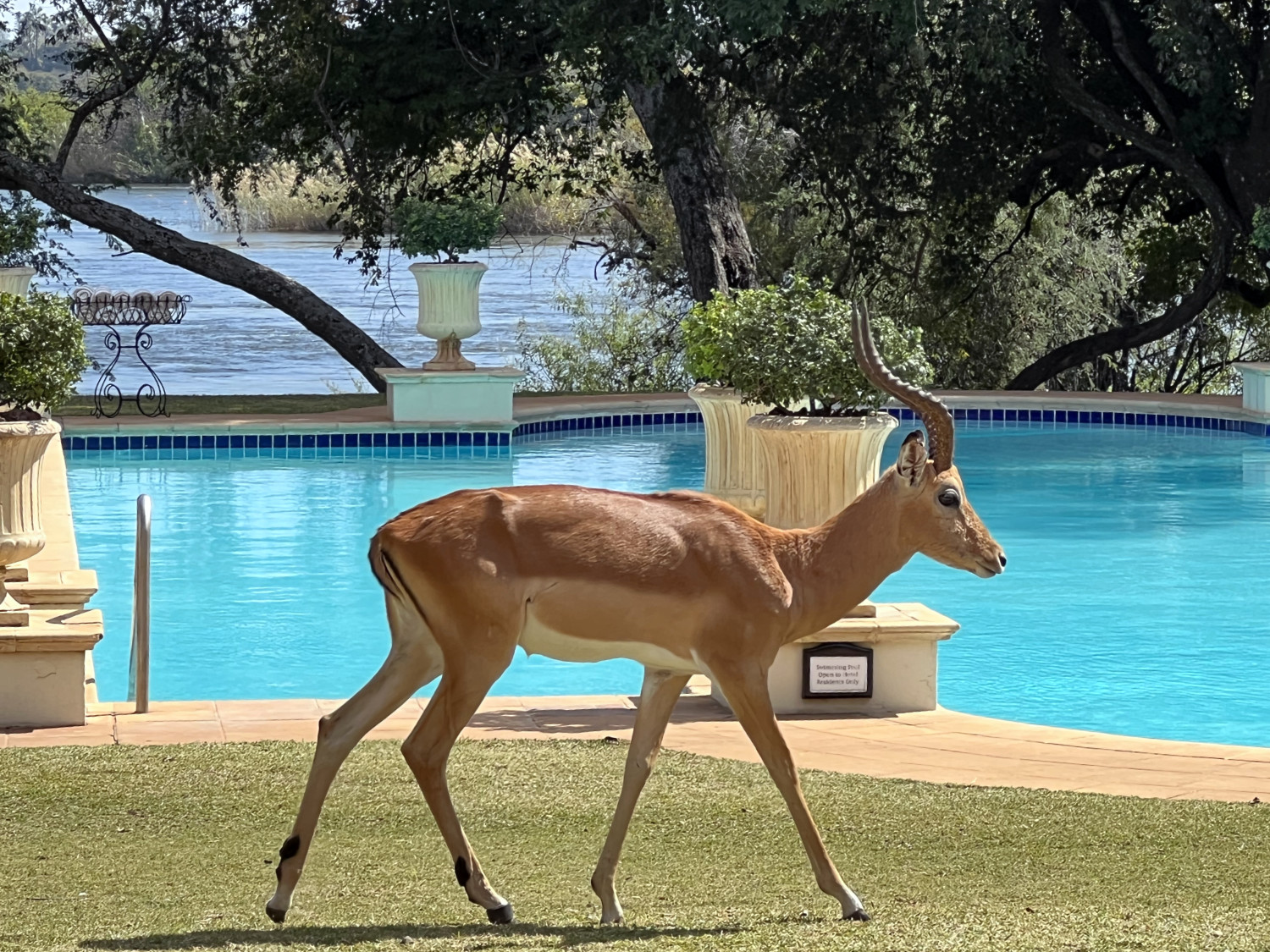 Impala at the Pool