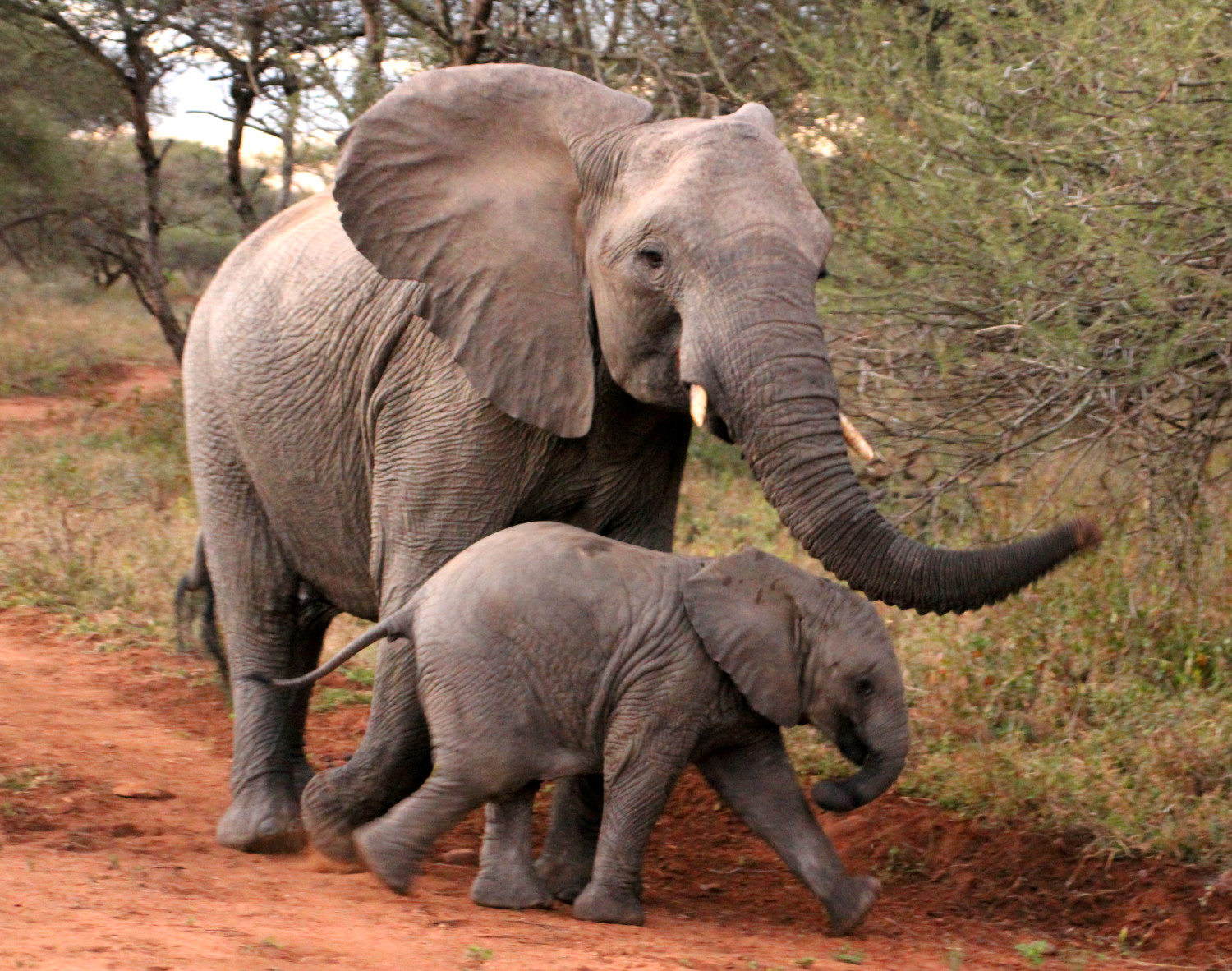 Mama Elephant with Baby