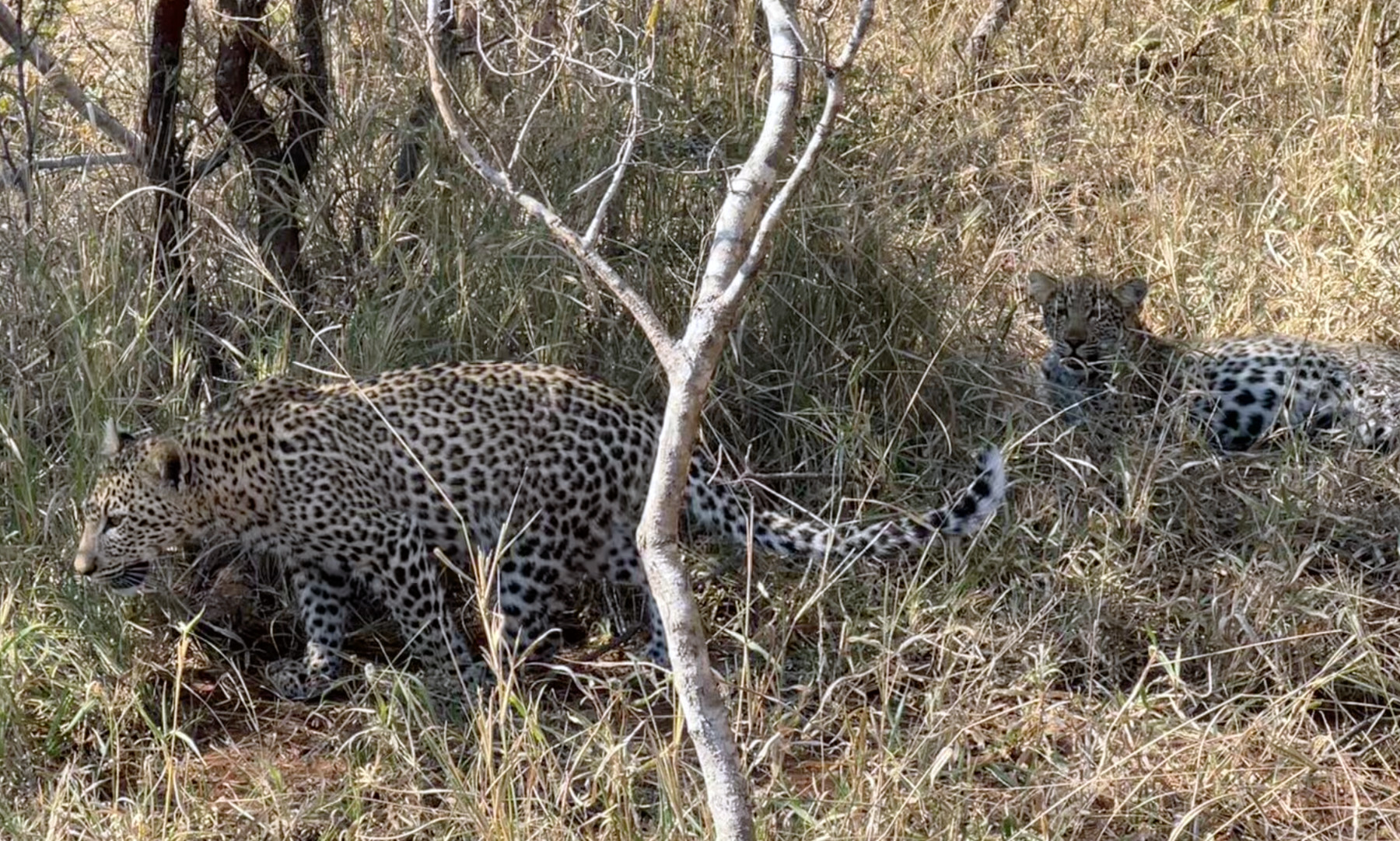 Leopard pair